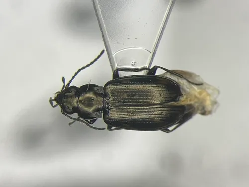 Bembidion nigripes