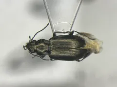 Bembidion nigripes thumbnail 1