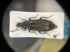 Black Pythid Beetle thumbnail 1