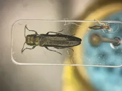 Butternut Agrilus thumbnail 1