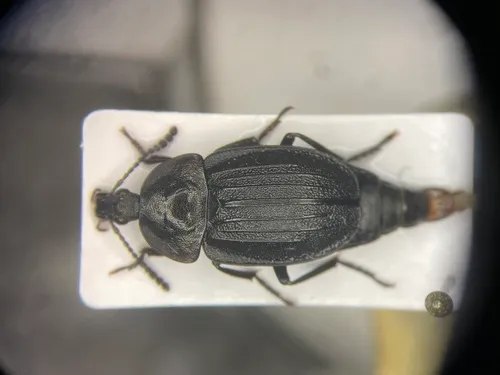 Black snail beetle