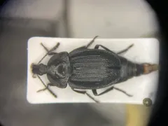 Black snail beetle thumbnail 1