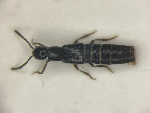 Gabrius appendiculatus