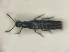 Gabrius appendiculatus thumbnail 1