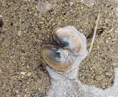 Purple-Nacre Clam thumbnail 3