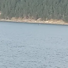 Orca thumbnail 3