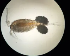 Diacyclops bicuspidatus thumbnail 1
