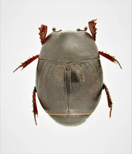 Hypocaccus fraternus