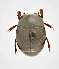 Hypocaccus fraternus thumbnail 1