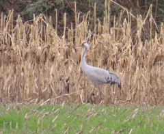 Common Crane thumbnail 4