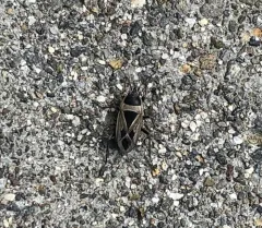 Mediterranean Seed Bug thumbnail 3