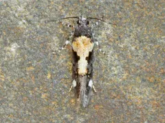 Red-necked Peanutworm Moth thumbnail 4