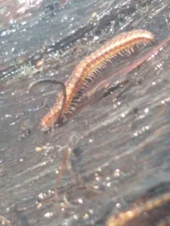 Craspedosoma rawlinsii thumbnail 1