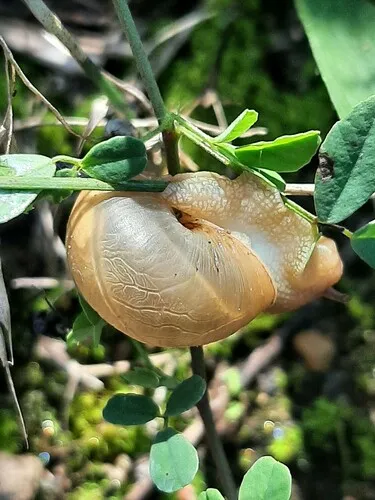 Acusta redfieldi