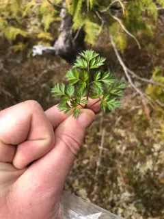 Calder's Lovage thumbnail 4