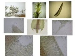 Olive Beard Moss thumbnail 4
