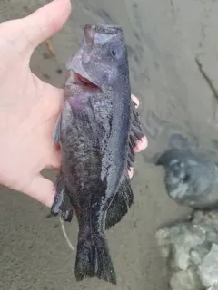 Blue Rockfish thumbnail 3