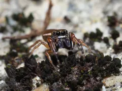 Zygoballus nervosus thumbnail 4