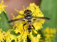 Xanthomelanodes arcuatus thumbnail 3