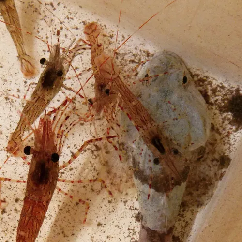 Dock Shrimp