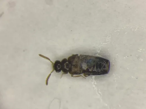 Eumicrota socia