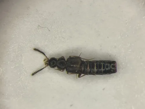 Leptusa carolinensis