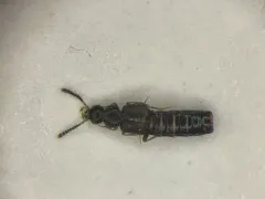 Leptusa carolinensis thumbnail 1