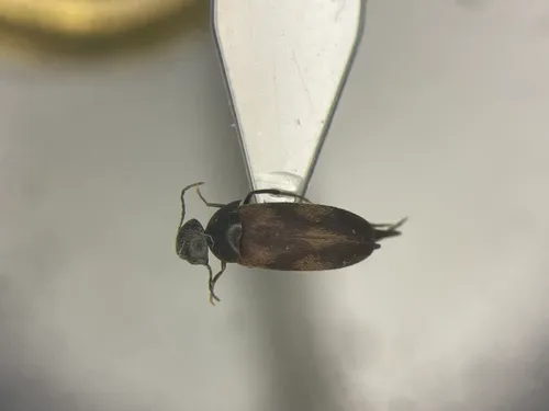 Falsomordellistena discolor