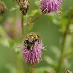 Suckley's Cuckoo Bumble Bee thumbnail 1