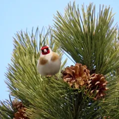 European Goldfinch thumbnail 3