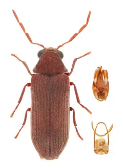 Oligomerus obtusus thumbnail 2