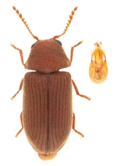 Euvrilletta harrisii thumbnail 2