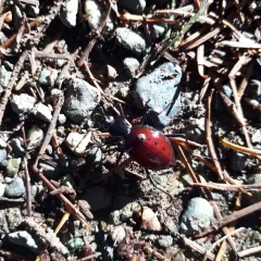 Narrow-collared Snail-eating Beetle thumbnail 3