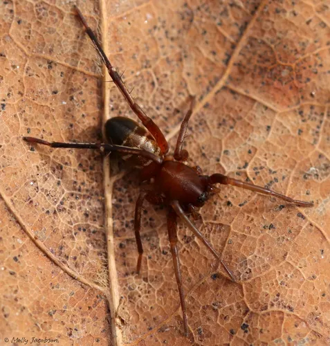 Gertsch's Ant-mimic Sac Spider