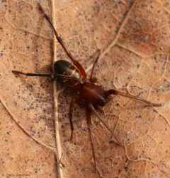 Gertsch's Ant-mimic Sac Spider thumbnail 1