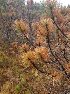 Dothistroma needle blight thumbnail 2