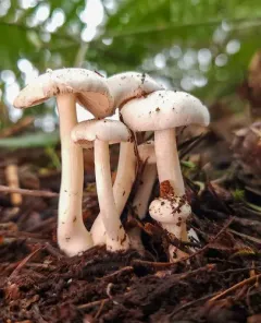 Inocybe insinuata thumbnail 4