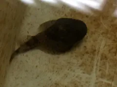 Spinyhead Sculpin thumbnail 2