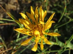 Pyrrocoma integrifolia thumbnail 3