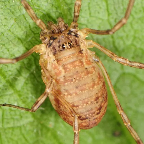 Oligolophus tridens