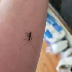 Small Mulberry Borer thumbnail 3