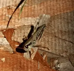 Large-headed Grasshopper thumbnail 2