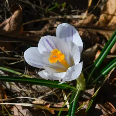 Spring Crocus thumbnail 2