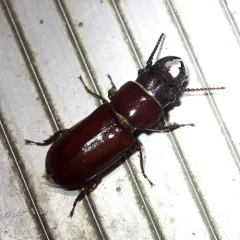 Pole Borer thumbnail 4