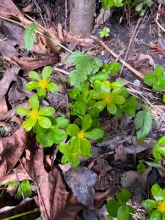 Dwarf Masterwort thumbnail 2