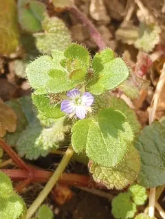 Ivy-leaved Speedwell thumbnail 4