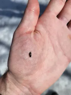 Glischrochilus confluentus thumbnail 3