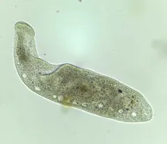 Homalozoon vermiculare thumbnail 3