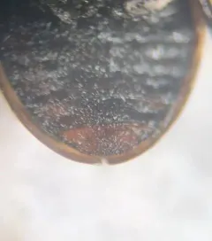 Enochrus sayi thumbnail 2