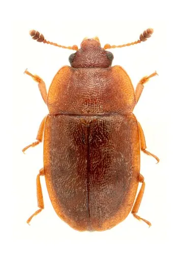 Epuraea rufomarginata